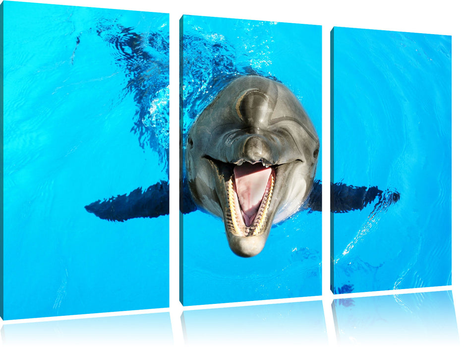 Delfin lacht Leinwandbild 3 Teilig
