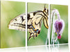 Schmetterling Schwalbenschwanz Leinwandbild 3 Teilig