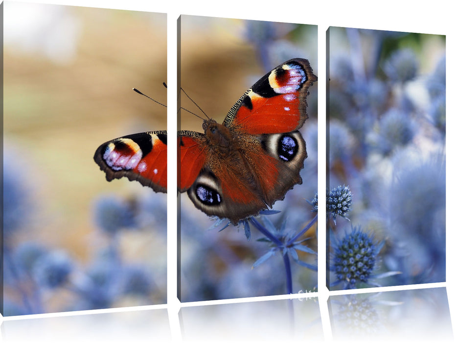 Schöner Schmetterling Pfauenauge Leinwandbild 3 Teilig