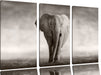 Einsamer Elefant Leinwandbild 3 Teilig