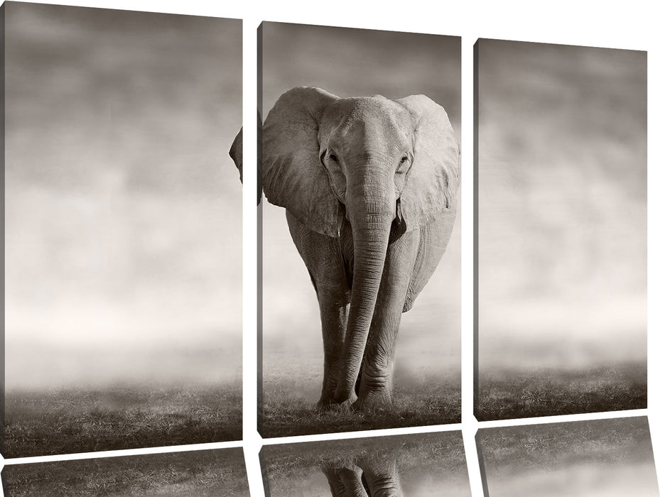 Einsamer Elefant Leinwandbild 3 Teilig