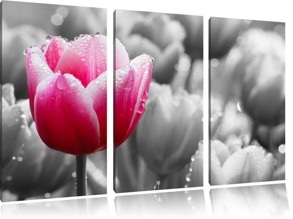 Tulpen im Morgentau Leinwandbild 3 Teilig