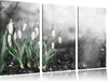 Frühlings Schneeglöckchen Leinwandbild 3 Teilig
