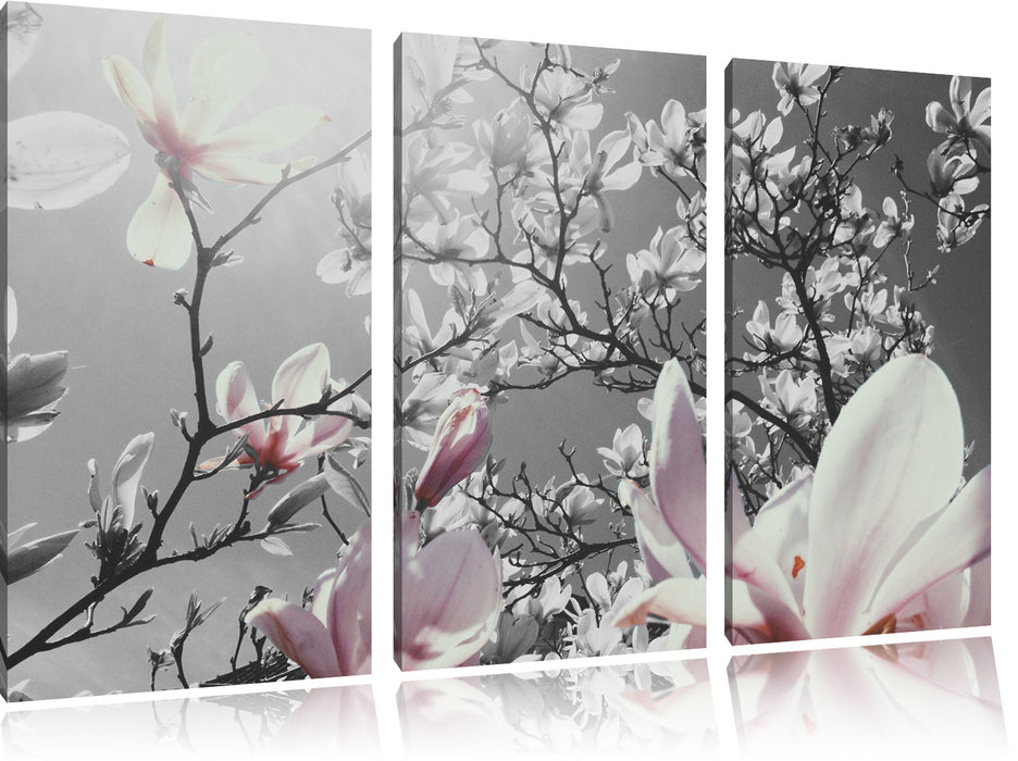 schöne Magnolie Blüten Leinwandbild 3 Teilig