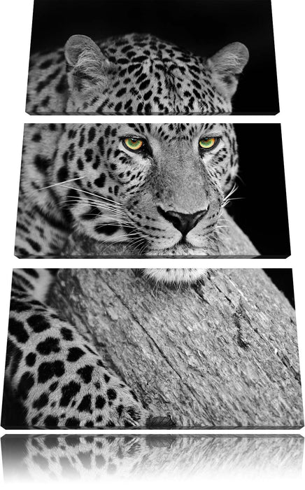 ruhender Leopard Leinwandbild 3 Teilig