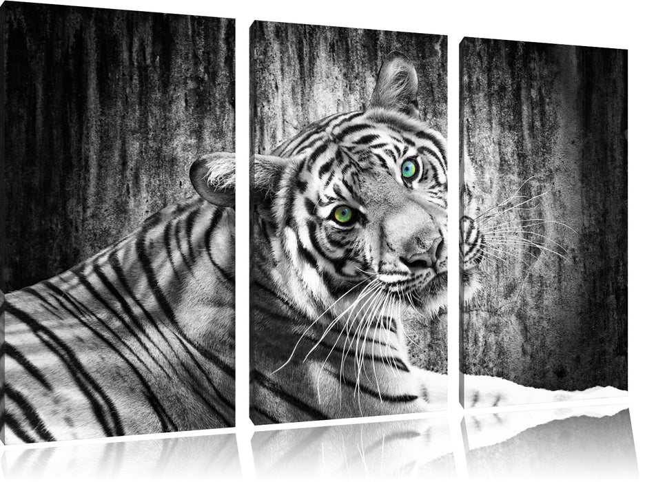 schöner neugieriger Tiger Leinwandbild 3 Teilig