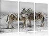Zebras in der Savanne Leinwandbild 3 Teilig