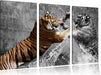 prachtvolle Tiger kämpfen Leinwandbild 3 Teilig