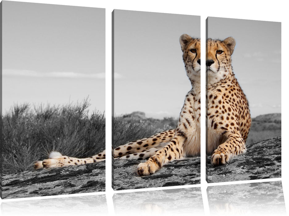 prächtiger Gepard in Savanne Leinwandbild 3 Teilig
