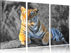 wunderschöner stolzer Tiger Leinwandbild 3 Teilig