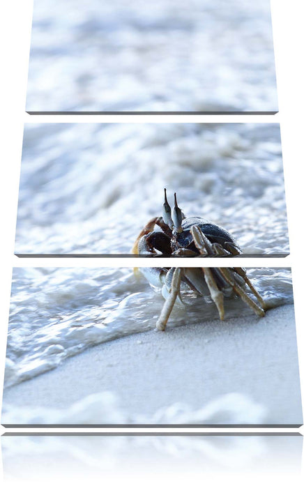 kleine Krabbe am Strand Leinwandbild 3 Teilig