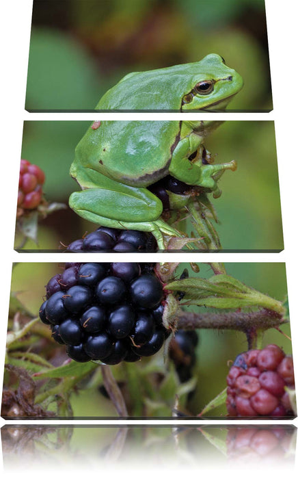 kleiner Frosch auf Brombeerstrauch Leinwandbild 3 Teilig