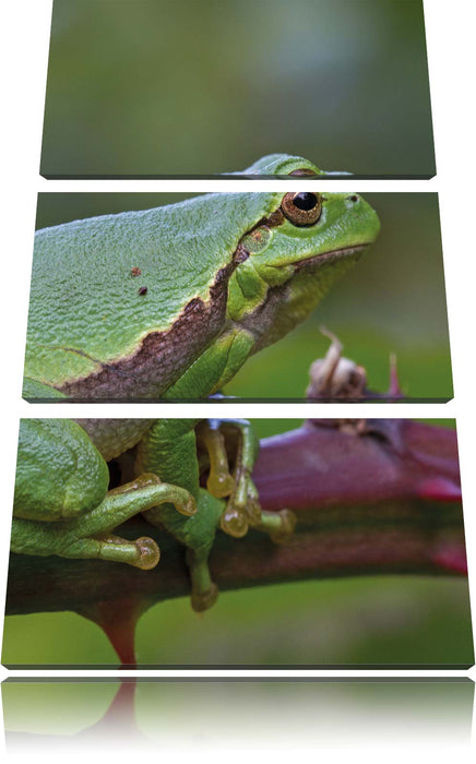 kleiner Frosch auf Dornenast Leinwandbild 3 Teilig