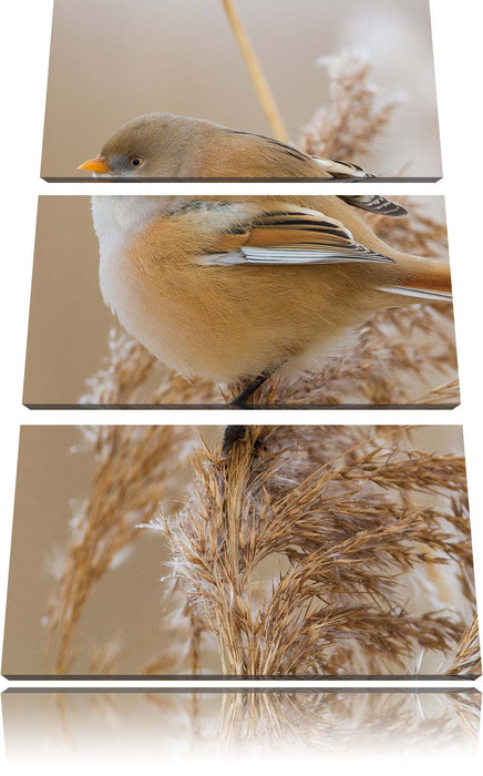 kleiner Vogel auf Weizen Leinwandbild 3 Teilig