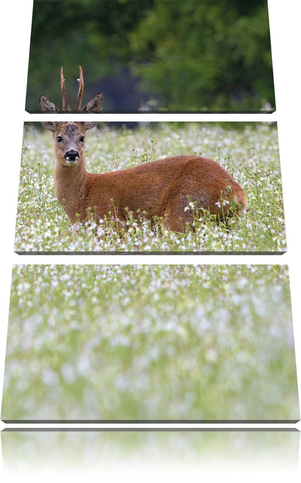 junger Hirsch auf Wildwiese Leinwandbild 3 Teilig