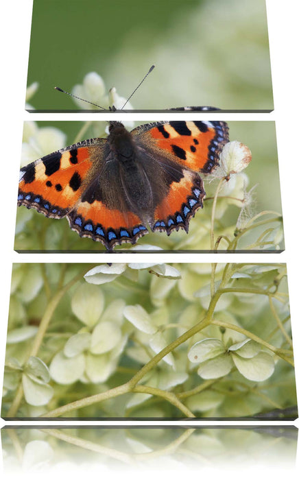 Schmetterling auf weißen Blüten Leinwandbild 3 Teilig