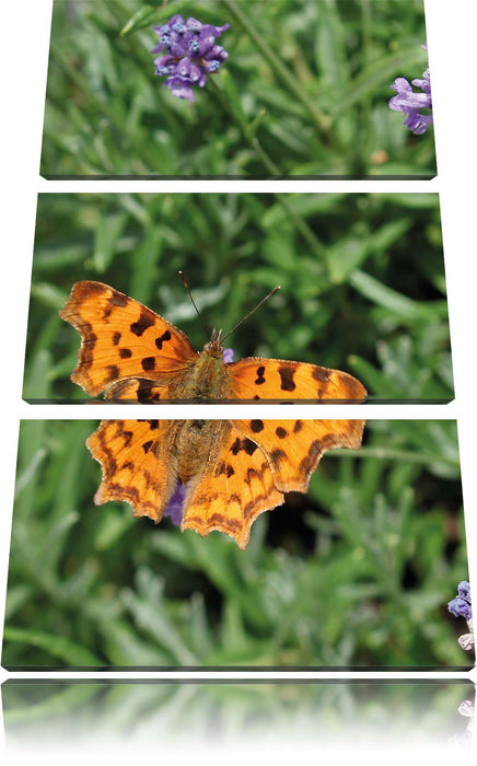 Schmetterling auf Blumenwiese Leinwandbild 3 Teilig