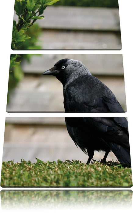 Vogel auf Gartenwiese Leinwandbild 3 Teilig