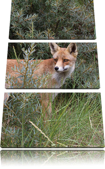 Fuchs im Wildstrauch Leinwandbild 3 Teilig