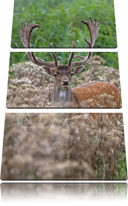 Hirschbock auf Wildwiese Leinwandbild 3 Teilig