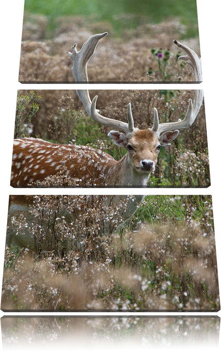 Axishirsch auf Wildwiese Leinwandbild 3 Teilig