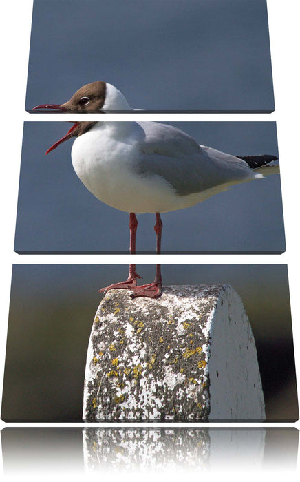 kleine Lachmöwe Leinwandbild 3 Teilig