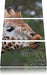 schöne Giraffe beim Fressen Leinwandbild 3 Teilig