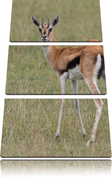 prächtige Gazelle auf Wiese Leinwandbild 3 Teilig