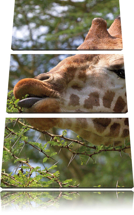 niedliche Giraffe beim Fressen Leinwandbild 3 Teilig