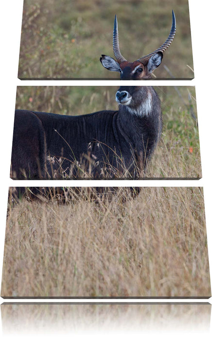 ausgewachsene Dorkasgazelle Leinwandbild 3 Teilig