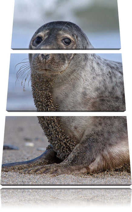 niedliche Robbe am Strand Leinwandbild 3 Teilig