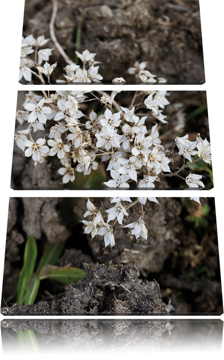 kleine weiße Sternblumen Leinwandbild 3 Teilig