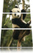 niedlicher Pandabär auf Baum Leinwandbild 3 Teilig