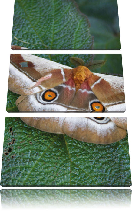 Schmetterling auf Blatt Leinwandbild 3 Teilig