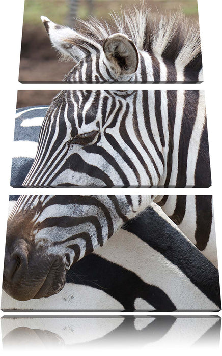 prächtiges Zebra Leinwandbild 3 Teilig