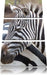 prächtiges Zebra Leinwandbild 3 Teilig