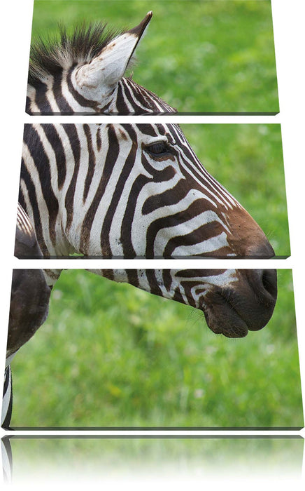 schönes Zebrapaar Leinwandbild 3 Teilig