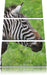 schönes Zebrapaar Leinwandbild 3 Teilig