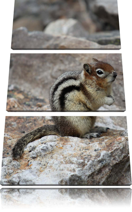 schüchternes Streifenhörnchen Leinwandbild 3 Teilig