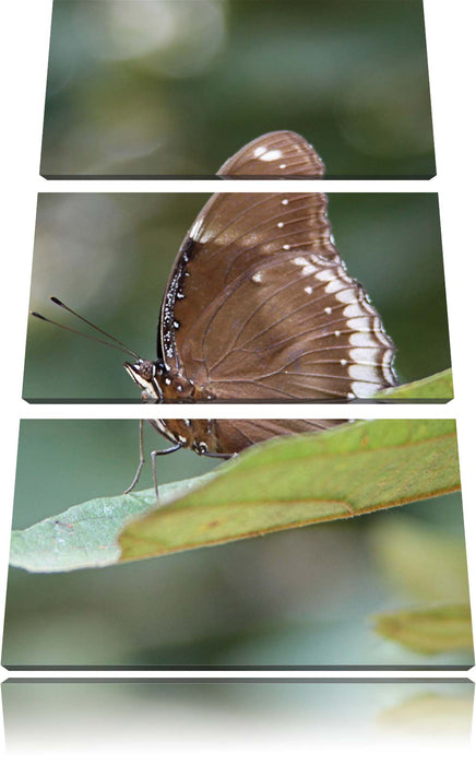 kleine bräunlicher Schmetterling Leinwandbild 3 Teilig