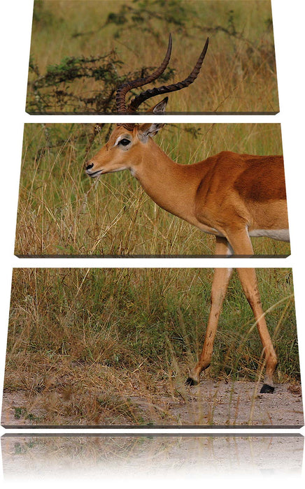 Dorkasgazelle in der Savanne Leinwandbild 3 Teilig