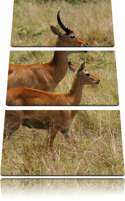 Dorkasgazelle mit Jungtier Leinwandbild 3 Teilig