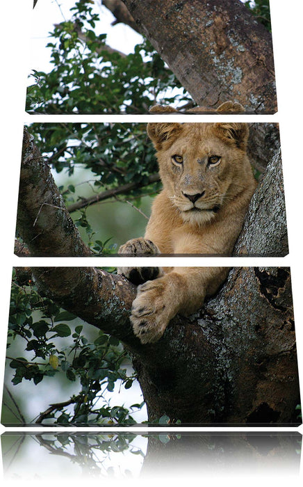 schöne Löwin auf Baum Leinwandbild 3 Teilig