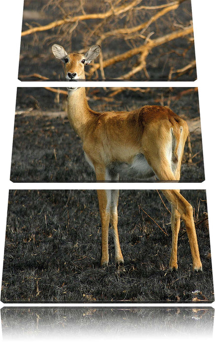 weibliche Gazelle mit Jungtier Leinwandbild 3 Teilig