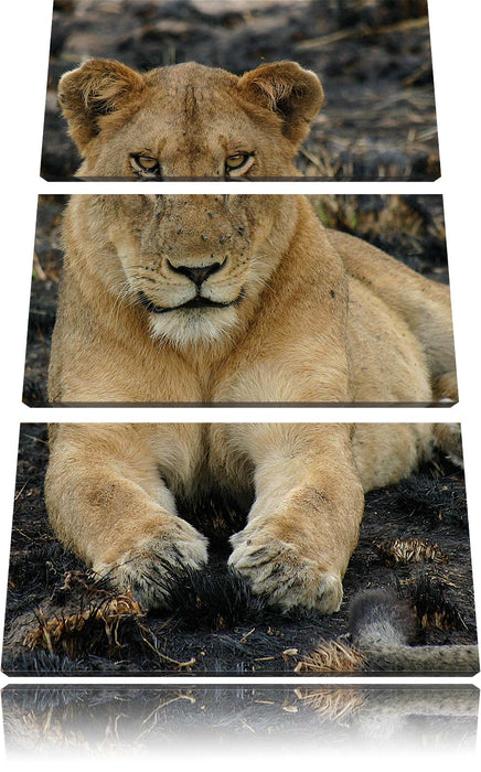 Löwin ruht auf Boden Leinwandbild 3 Teilig