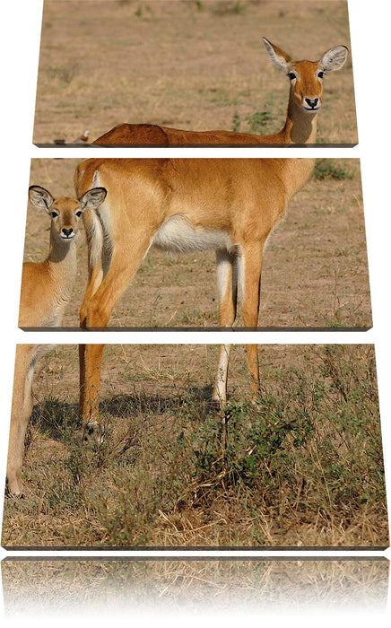 indische Gazelle mit Jungtier Leinwandbild 3 Teilig