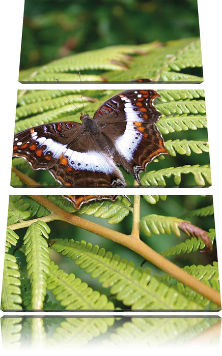 Schmetterling auf Farnblatt Leinwandbild 3 Teilig