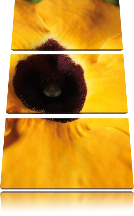 schöne Thunbergie Blüte Leinwandbild 3 Teilig