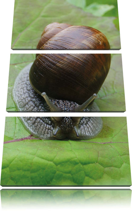 Weinbergschnecke auf Blatt Leinwandbild 3 Teilig