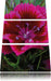 schöne pinkfarbene Blüte Leinwandbild 3 Teilig